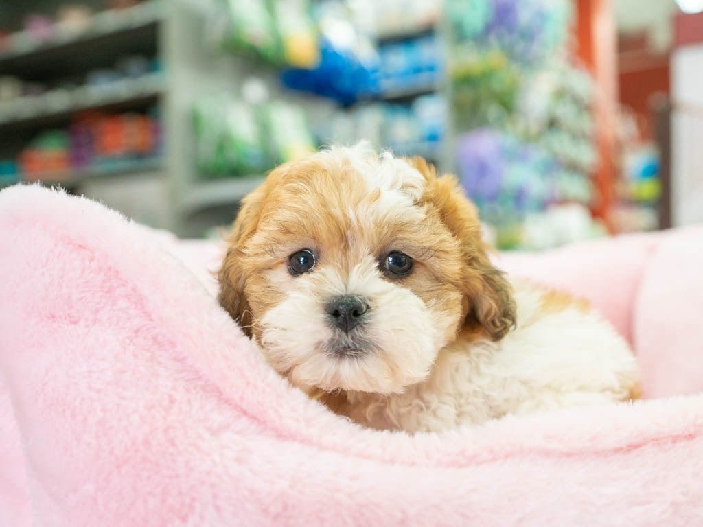 Petland Florida picture of a cute Teddy Bear puppy you'll forever love sitting on a pink bed.