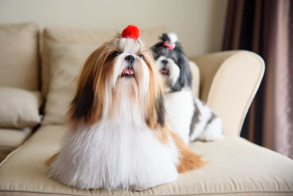 Petland Florida picture of 2 adorable Shih Tzu dogs sitting on the couch.