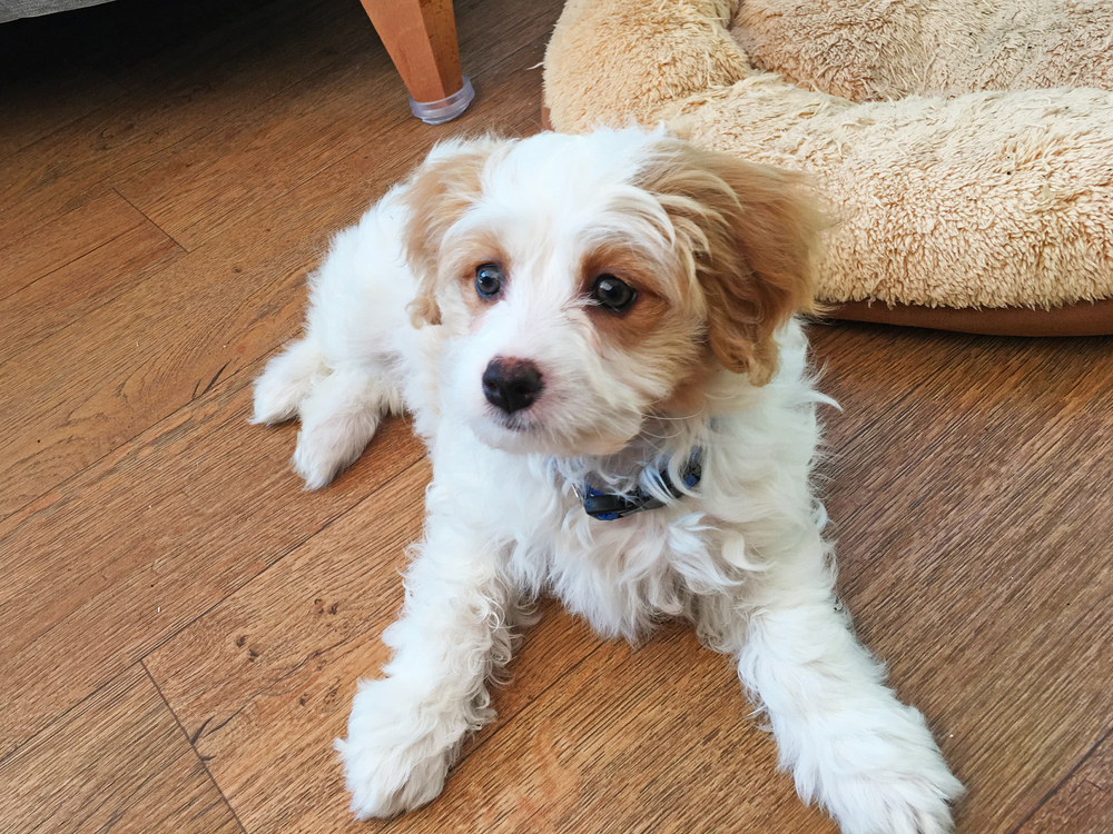 Cavachon puppy sitting on a floor with its doggy bed behind it for Petland Florida.