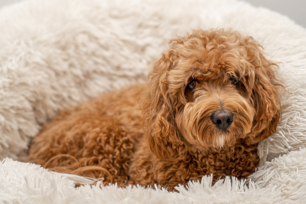 Cavapoo puppy sitting in its bed for Petland Florida.