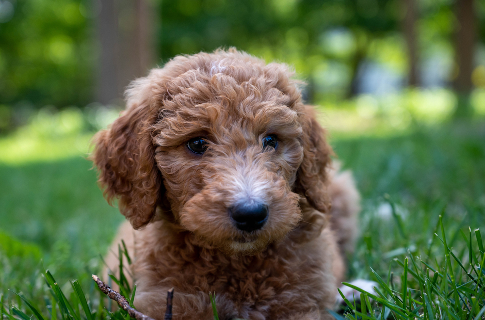 Goldendoodle puppy laying in a grassy field.
