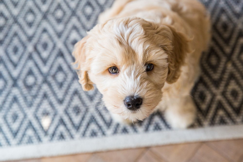 Labradoodle puppy sitting on a blue patterned rug on the floor for Petland Florida.
