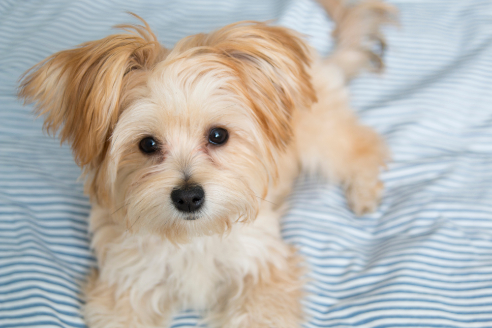 Cute Morkie Poo puppy looking at the camera while sitting on a bed for Petland Florida.