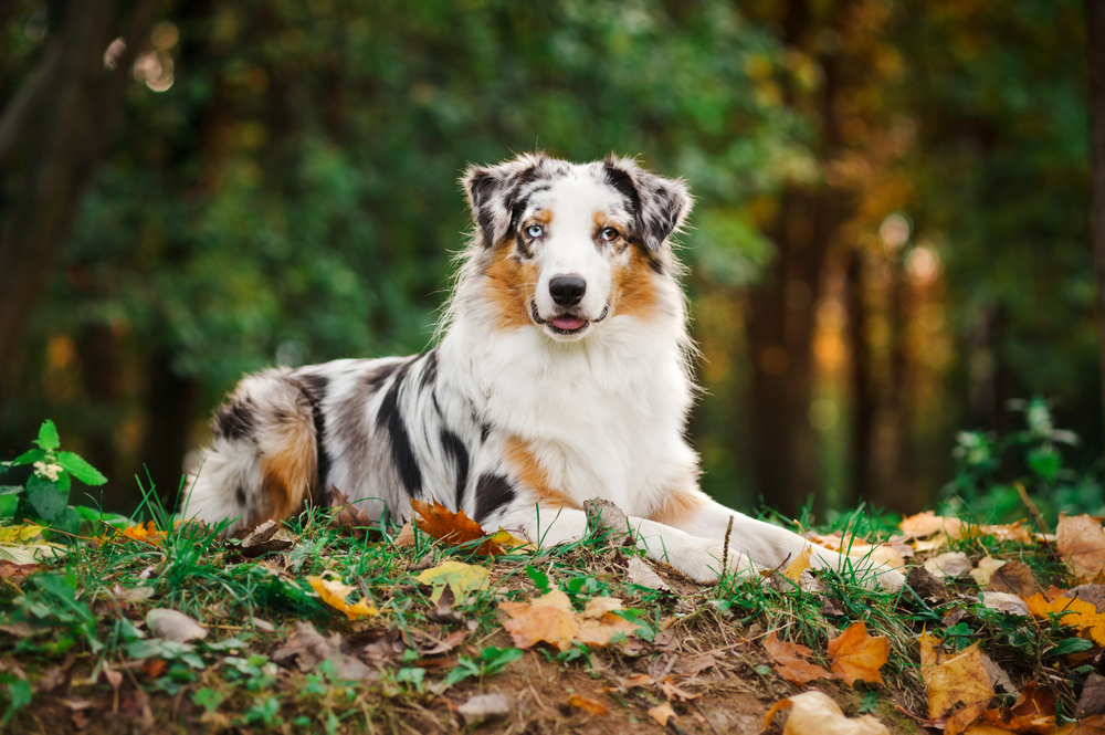 Merle colored Australian Shepherd dog laying on a grassy field with autumn leaves for Petland Florida.