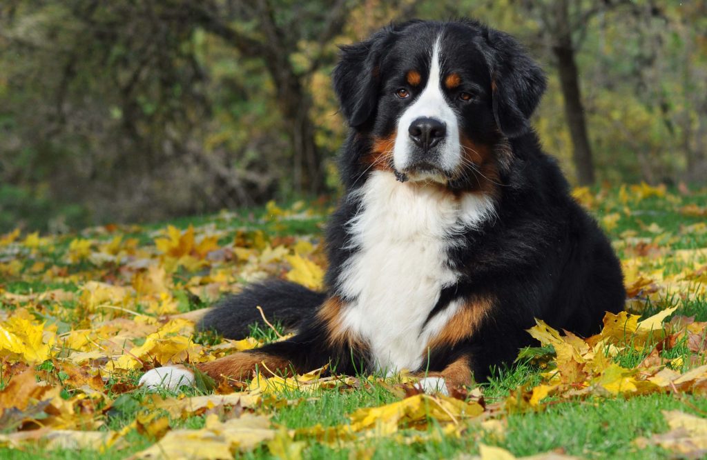 Bernese Mountain Dog sitting in a grassy field and looking at the camera for Petland Florida.
