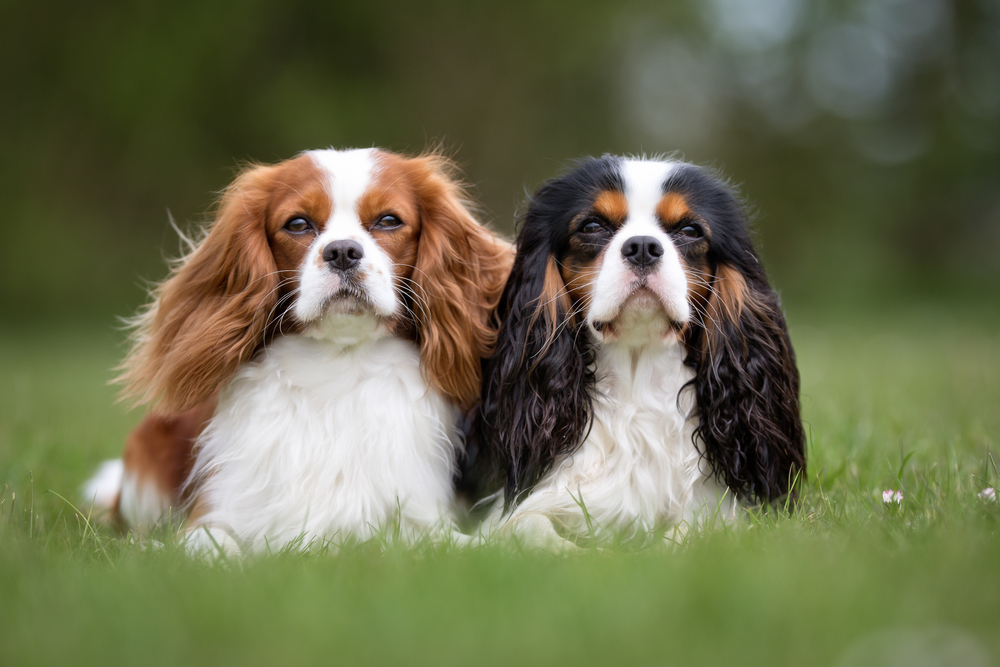 two Cavalier King Charles Spaniels sitting on a field while facing the camera for Petland Florida. 