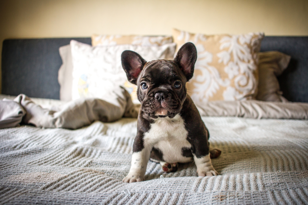 black and white colored French Bulldog sitting on a bed for Petland Florida.