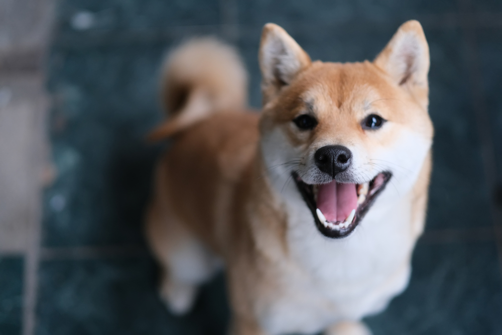 Happy Shiba Inu puppy looking up at the camera for Petland Florida. 