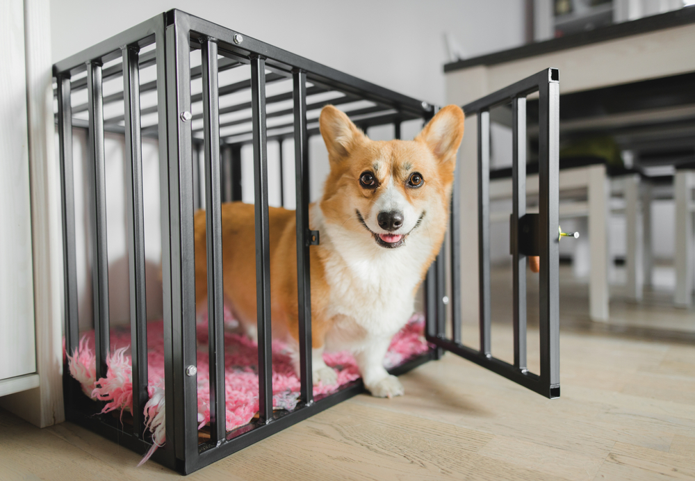 https://www.petlandflorida.com/wp-content/uploads/2021/05/Petland_Florida_Corgi_Dog_Crate.jpg