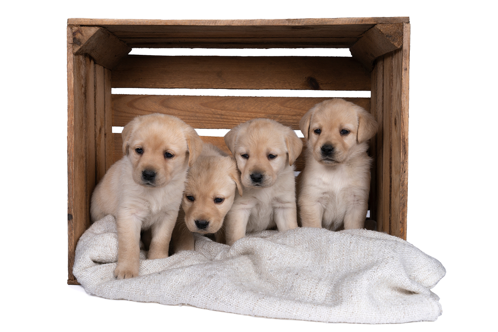 Four Labrador Retriever puppies sitting inside a wooden crate with a white background.
