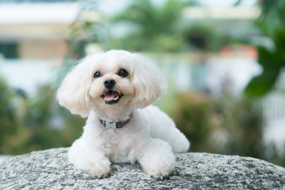 Toy Poodle: A Puppy You'll Forever Love - Petland Florida