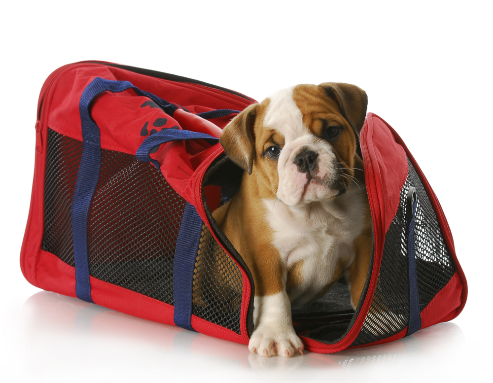 Bulldog puppy sitting inside a soft sided dog crate. 