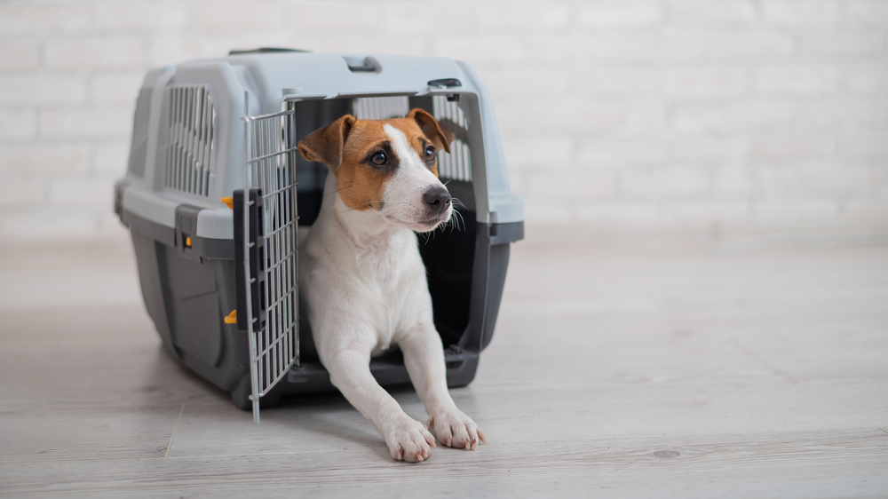 Jack Russell Terrier puppy sitting inside a plastic dog crate.