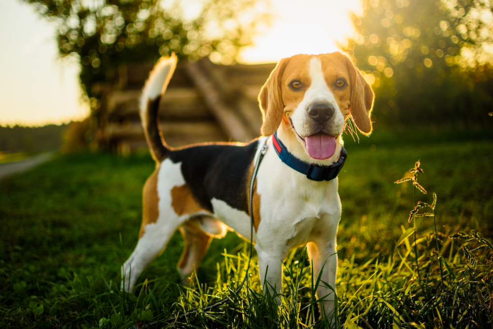 Beagle dog with tongue out and standing in grass with a sunset behind it.
