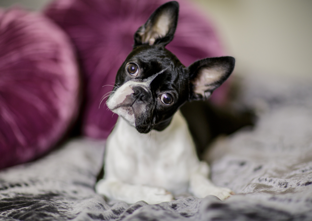 cute Boston Terrier relaxing on a bed with her head tilted to the side.
