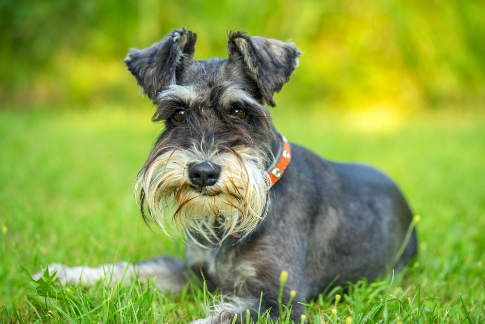 Adorable Miniature Schnauzer dog sitting on grass.