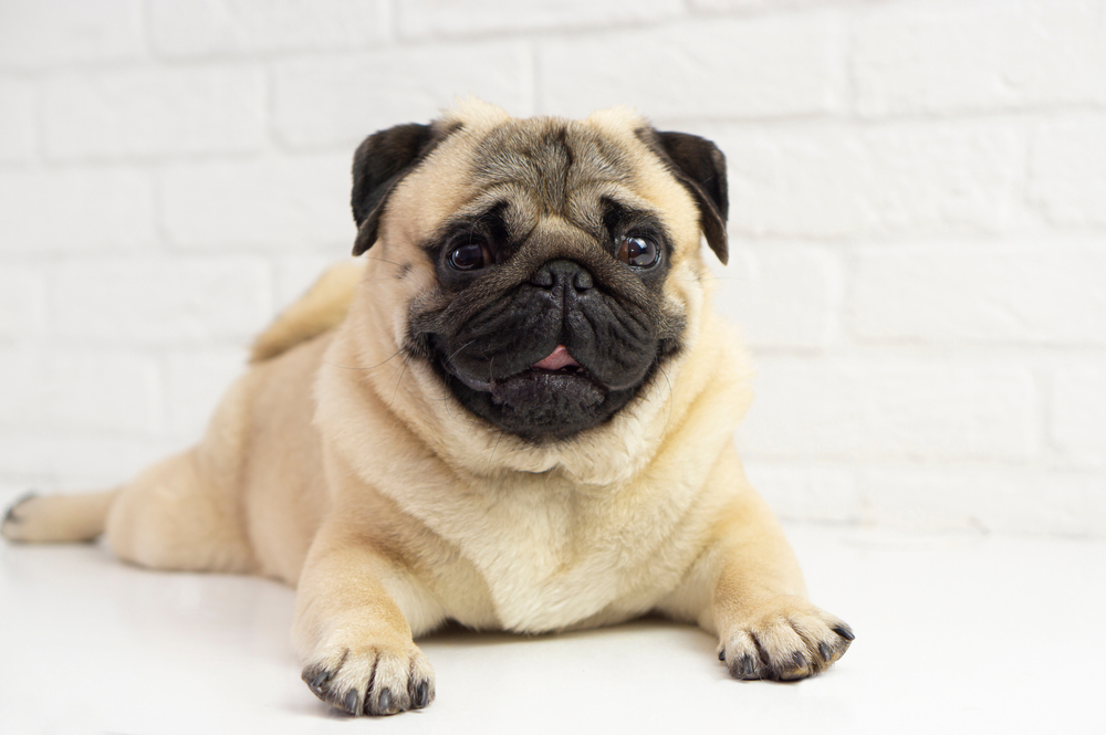cute Pug puppy sitting with a white background. 