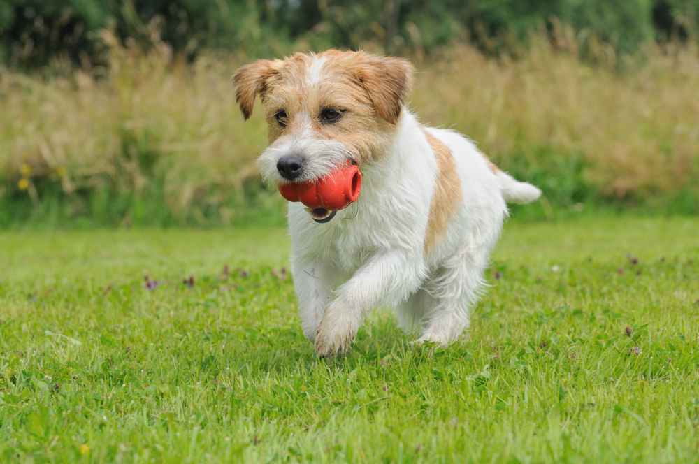 10 Brain Games to Play With Your Dog