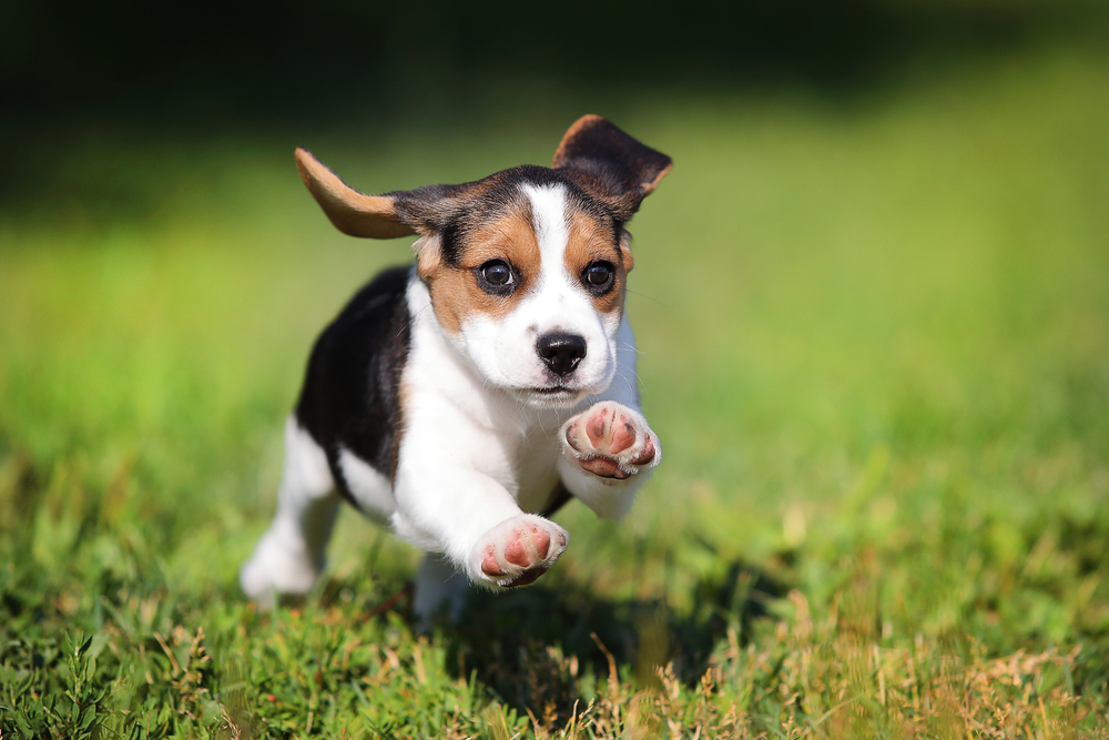10 Ways to Relieve Your Puppy's Boredom - Petland Florida