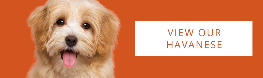 An orange banner of a cute Havanese puppy on the left side and a CTA button that says "View Our Havanese" on the right side.
