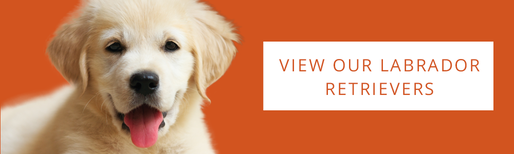 An orange banner of an adorable Labrador Retriever puppy and a CTA button that says "View Our Labrador Retrievers."