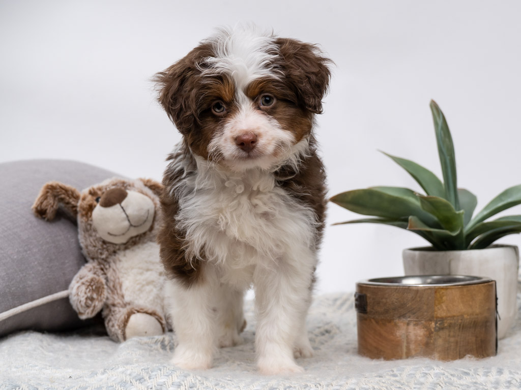 A cute Mini Aussiedoodle puppy standing in a room with a stuffed animal and a few other objects.