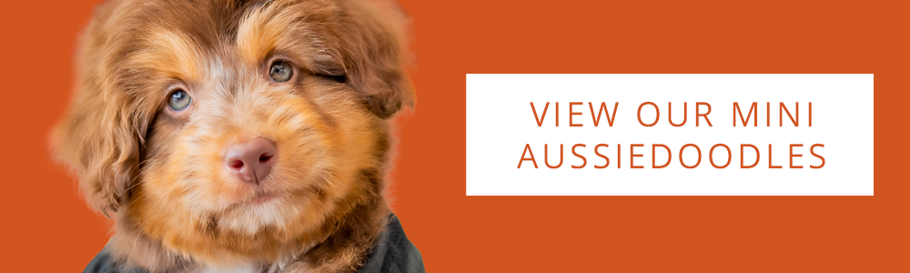An orange banner of a cute Mini Aussiedoodle and a CTA button that says "View Our Mini Aussiedoodles".