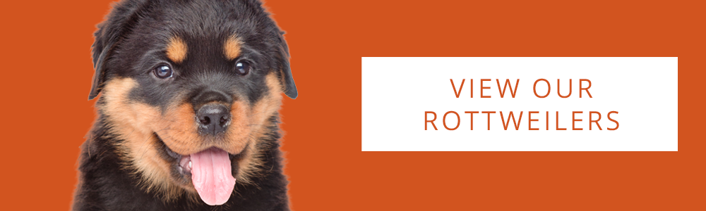 An orange banner of a cute Rottweiler puppy and a CTA button that reads "View Our Rottweilers" at Petland.