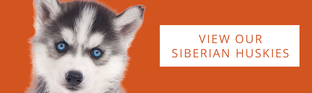 An orange banner with a Siberian Husky puppy and a CTA button that reads "View Our Siberian Huskies" from Petland.