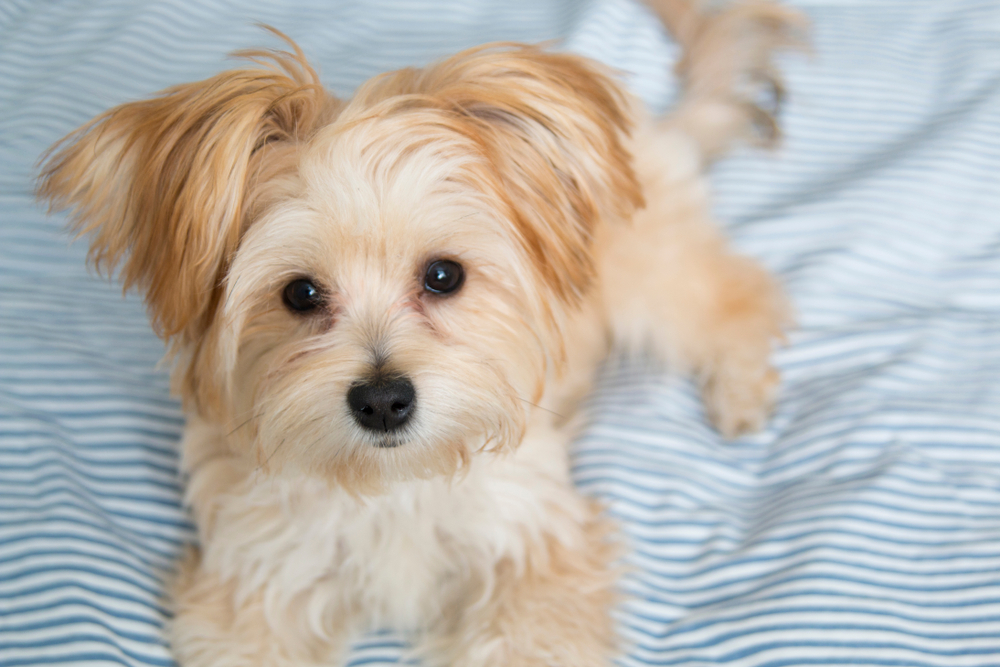 A cute beige-colored Morkie puppy lays down on a blue and white striped bed.