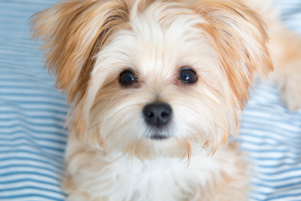 A beautiful beige-colored Morkie dog looking up at the camera while on a blue and white striped bed. 
