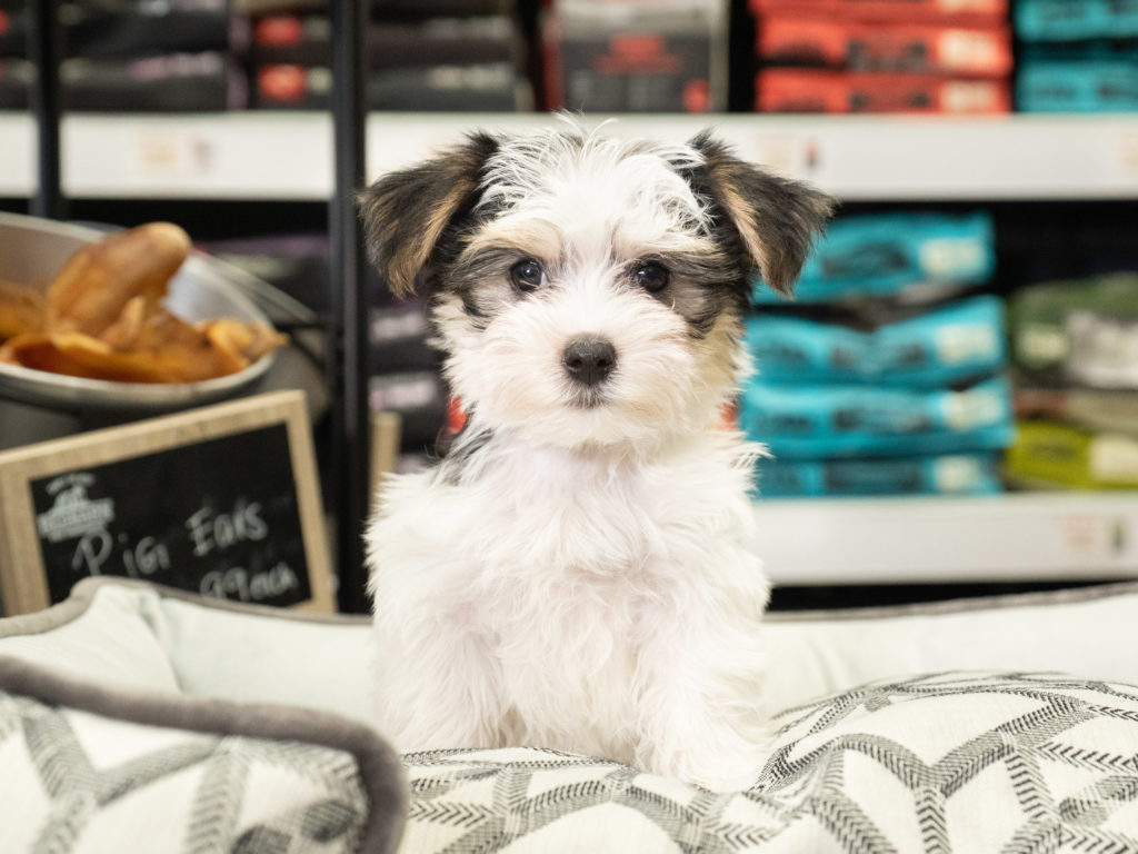 A beautiful Morkie puppy from our available puppies page sitting on a dog bed inside a Petland Florida store.