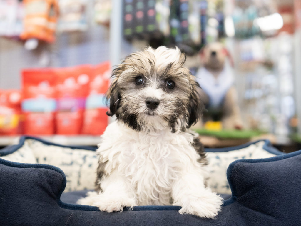 A cute Morkie Poo dog sitting on a dog bed inside a Petland Florida store.
