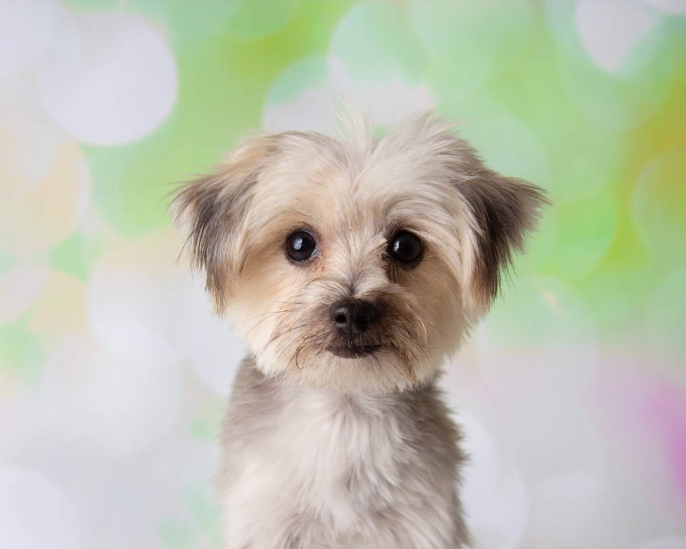 A cute tricolored Morkie dog looks at the camera with a green and purple colored background.