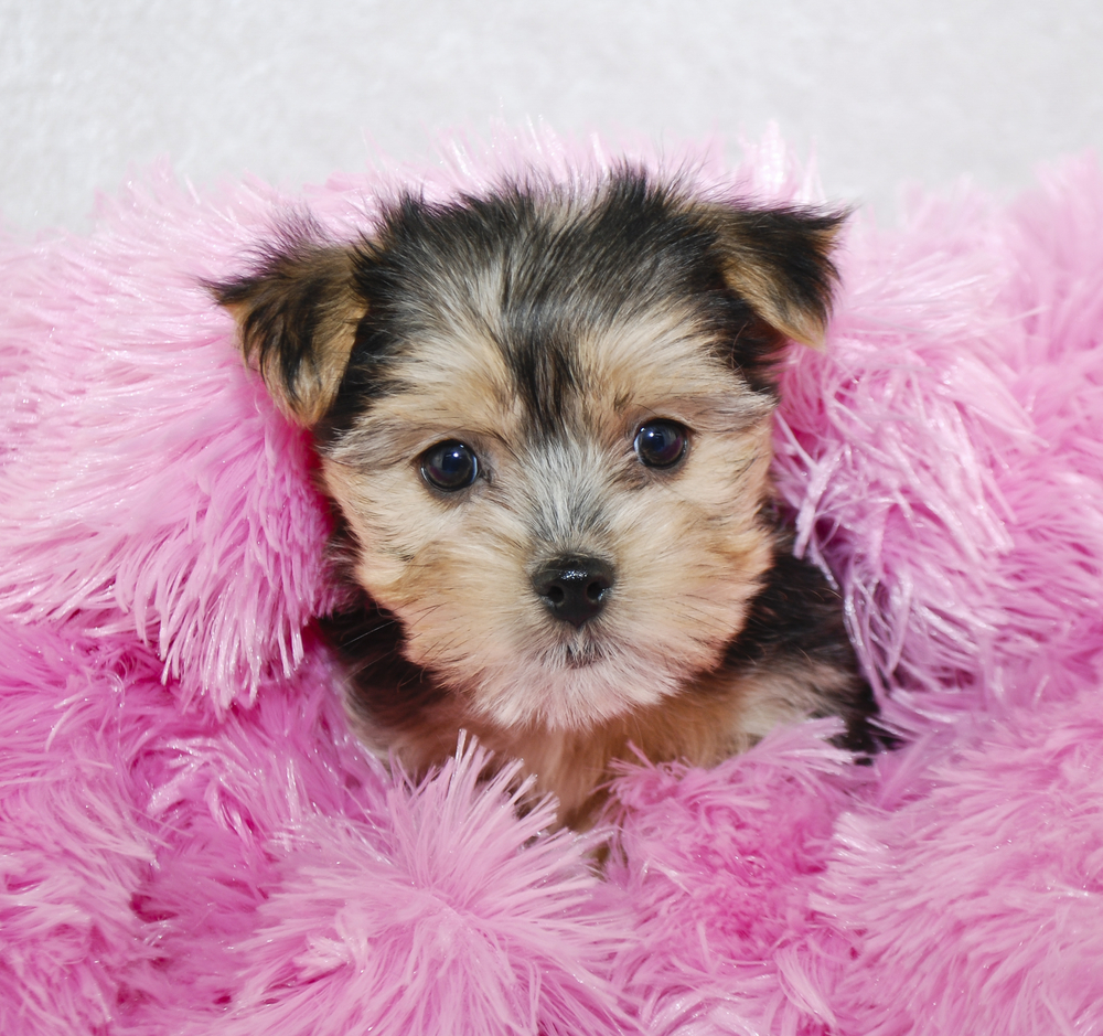 An adorable Morkie puppy sitting on a purple fluffy bed.
