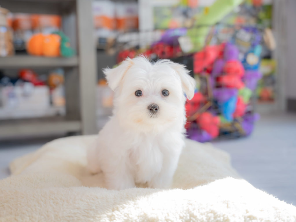 A cute white Morkie Poo puppy sits on a bed inside a Petland Florida store.