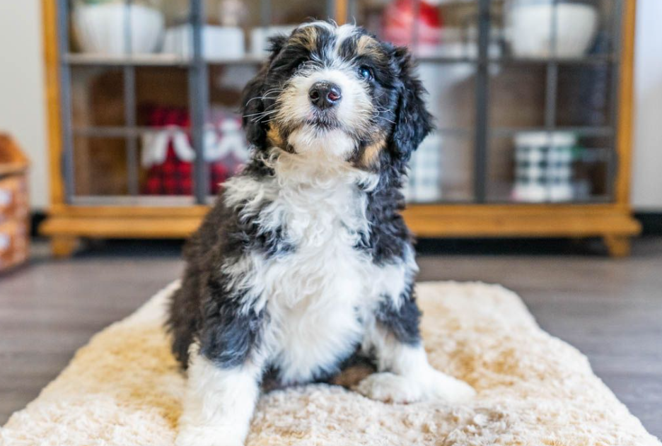 A cute, merle Aussiedoodle sitting on a white rug inside a Petland Florida store.