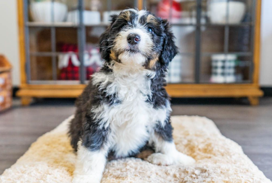 https://www.petlandflorida.com/wp-content/uploads/2022/04/Petland_Florida_Aussiedoodle_Puppy-1.png