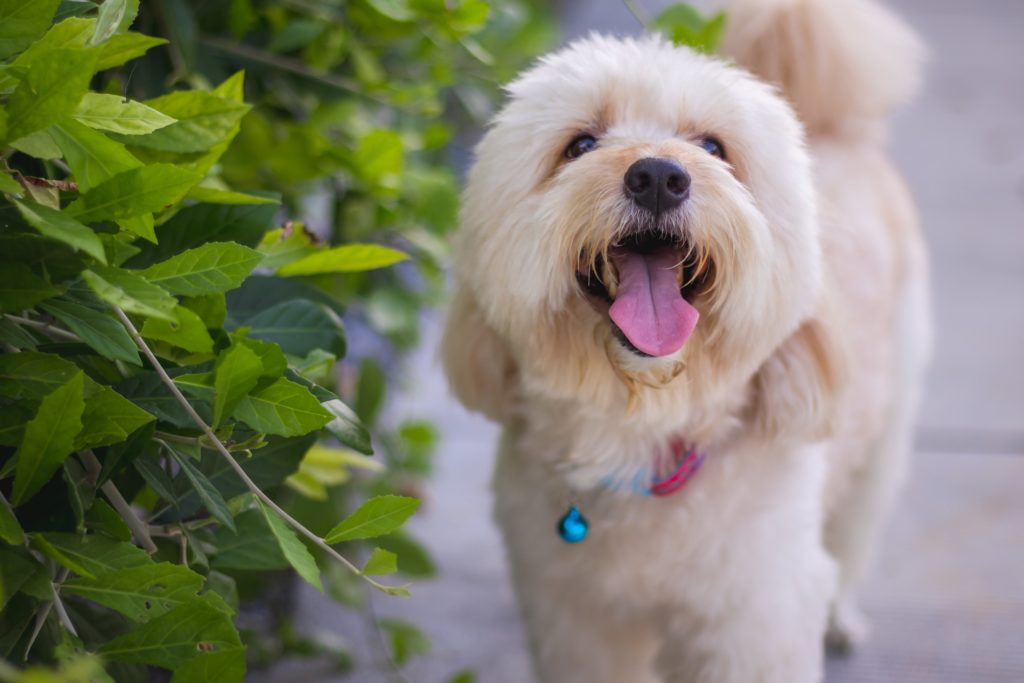 Toy Poodle: A Puppy You'll Forever Love - Petland Florida