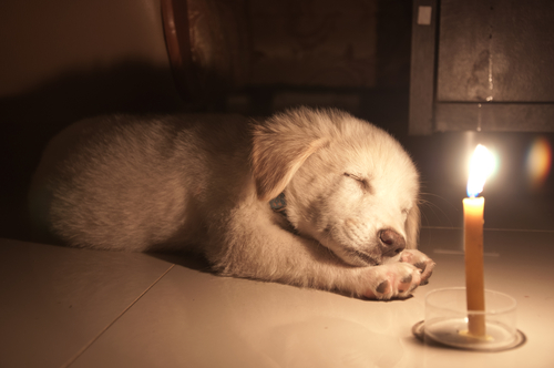 A beautiful puppy laying on the floor sleeping next to a lighted candle.