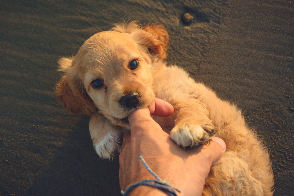 A cute Golden Retriever puppy biting their owner's hand. 