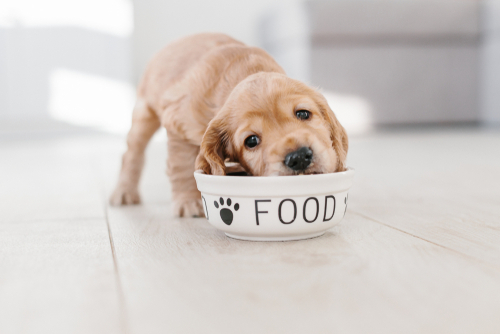 An adorable puppy eating food from a dog bowl on the floor.
