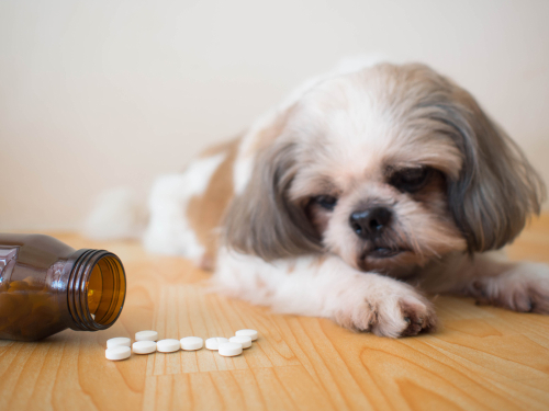 A cute Shih Tzu puppy looking down at a bottle and white pills spilled on the floor while laying down.