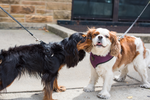 Two Cocker Spaniel dogs meeting each other for the first time on the street.