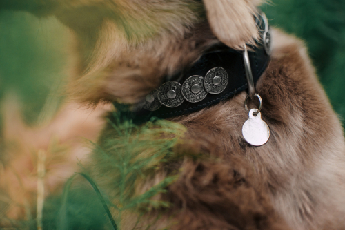 A dog wearing a black collar with an ID tag. 