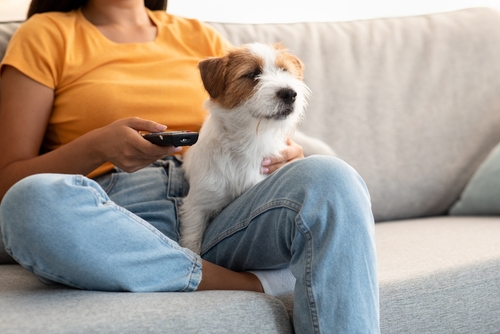A fluffy Jack Russell Terrier puppy sitting with their owner on the couch as she watches TV. 