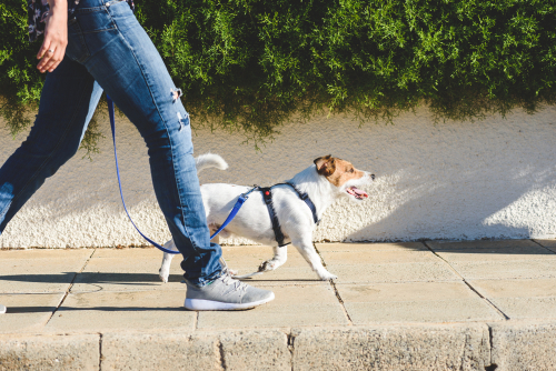 An adorable puppy walking with a leash alongside its owner on the street.