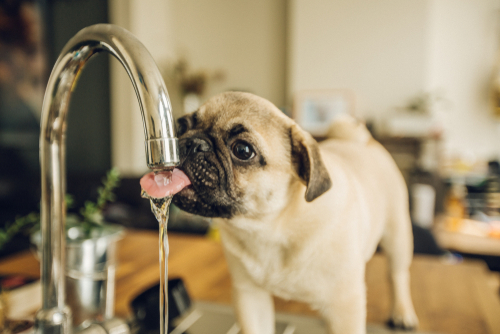 An adorable Pug puppy drinking water from a faucet in a kitchen. 