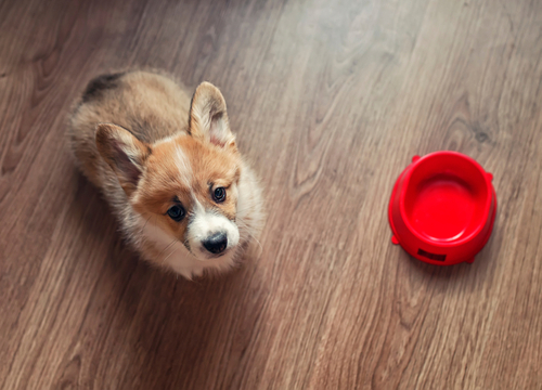 A cute little puppy looking up at the camera with a red dog bowl next to it.