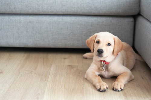 A cute Labrador Retriever puppy laying on the floor near a gray couch. 